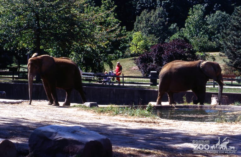 Elephants, African Enjoying Outdoor Exhibit 