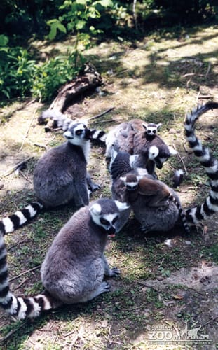 Ring-Tailed Lemurs in a Group