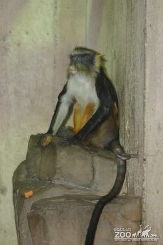 Wolf's Guenon on Rock