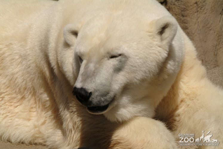 Polar Bear Looking Sideways