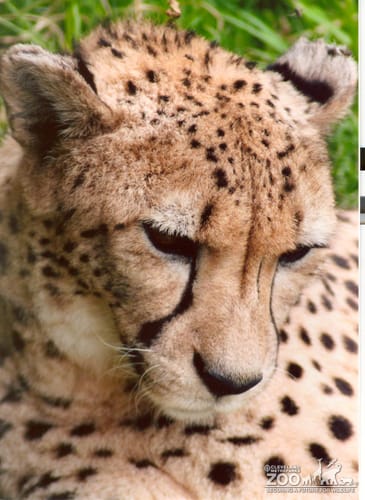 Cheetah Pensive