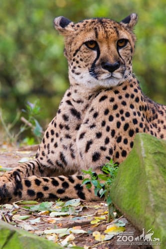 Cheetah Looks Over Shoulder