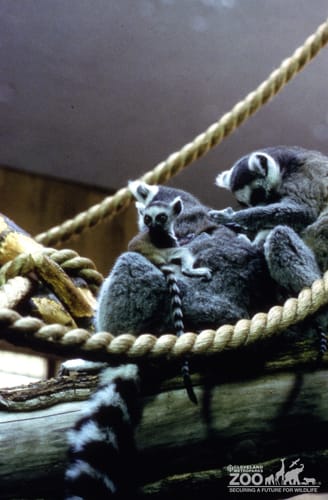 Ring-Tailed Lemurs Pair With Baby and Grooming