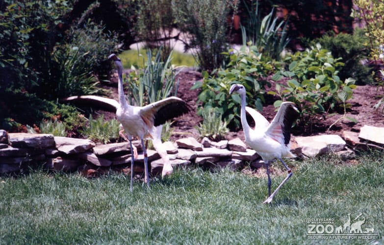 Chilean Flamingos Wings Spread