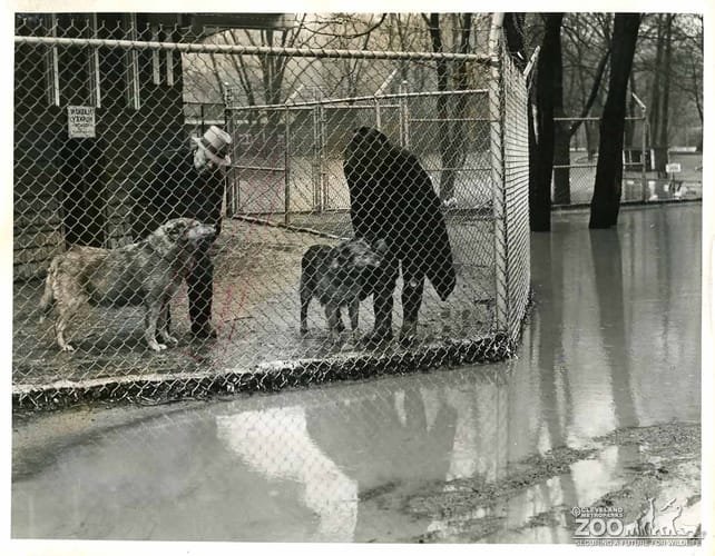 1940 - Alaskan Huskies