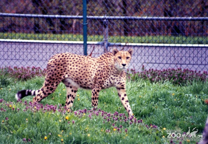 Cheetah Walking 3
