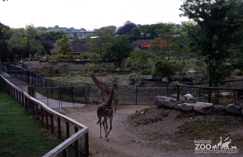 Giraffe, Masai Walking Through Exhibit