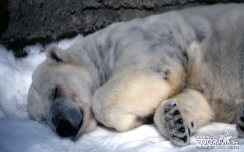 Polar Bear Sleeping In Snow
