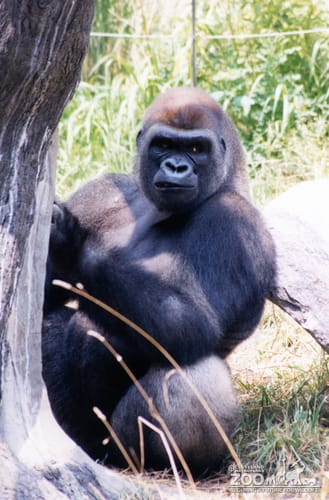 Gorilla, Western Lowland15