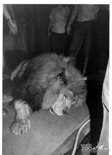 1984 - Lion Moving 9