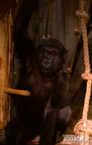 Gorilla, Western Lowland Little Joe Up Close 2