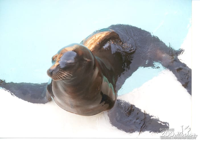 Harbor Seal in Water