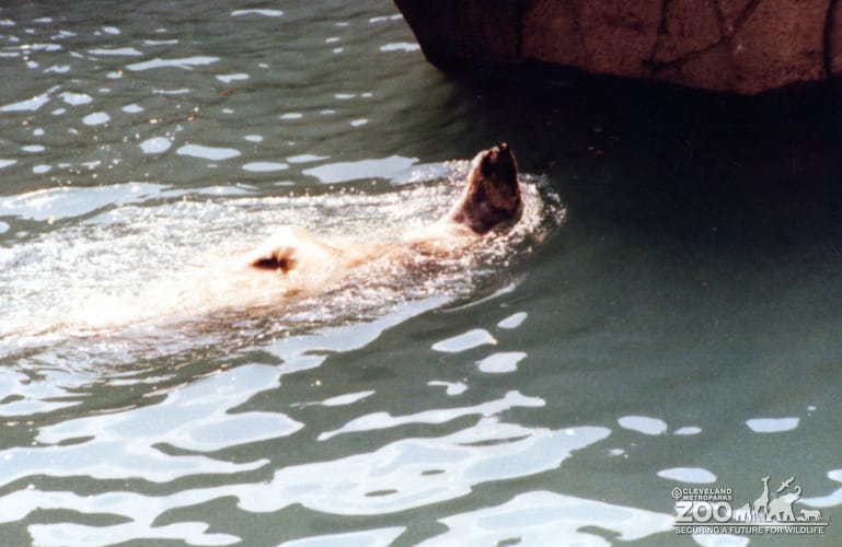 Polar Bear Taking a Swim On Back