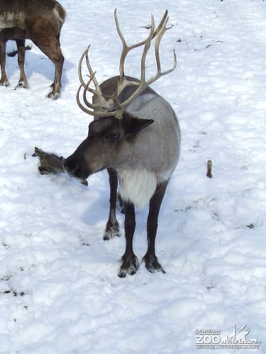 Reindeer in Snow