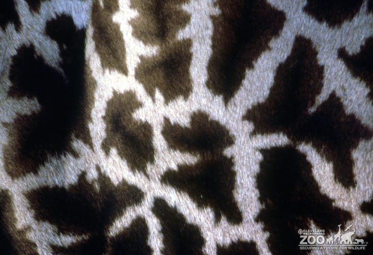 Giraffe, Masai Up Close of Skin 2