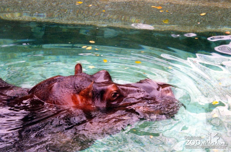 Hippopotamus, Nile18