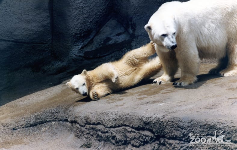 Polar Bears Posing 2
