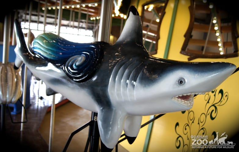 Black Reef Shark - Carousel