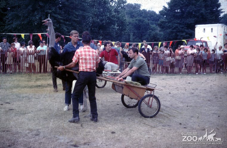 1966 - Ostrich Races