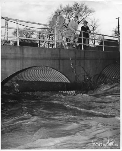 1959 - Tree Trunk at Flooded Culverts