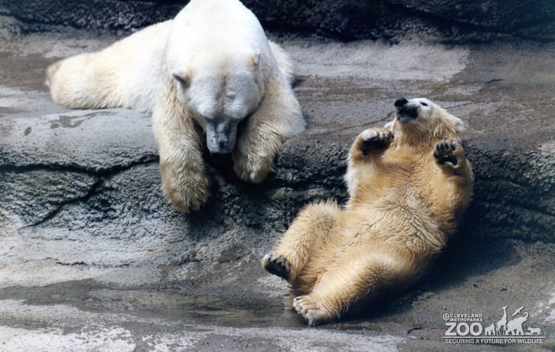 Polar Bear Playing With A Stick Next To Mom
