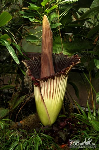 Titan Arum Plant Front