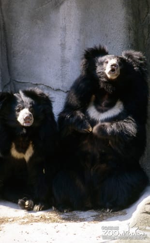 Two Sloth Bears Front Profile