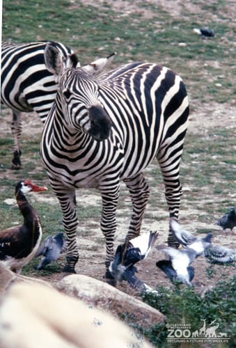 Zebras and Pigeons