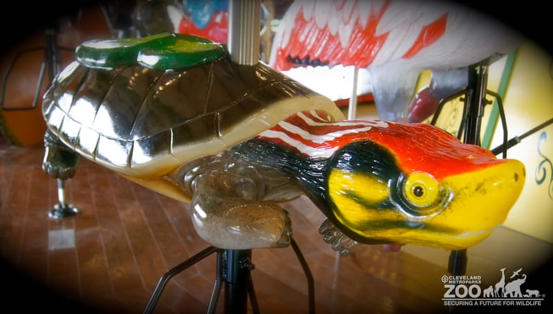 Red-crowned Roof Turtle - Carousel