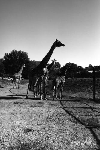 Giraffe, Masai Group5