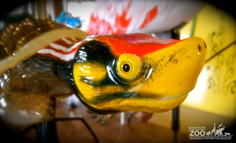 Red-crowned Roof Turtle - Carousel