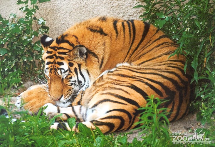 Tiger, sleeping