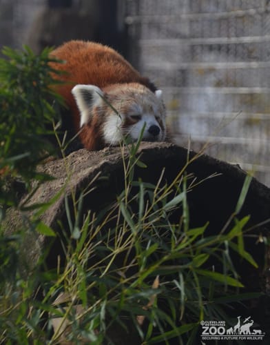 Red Panda Sleeping