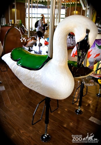 Trumpeter Swan - carousel