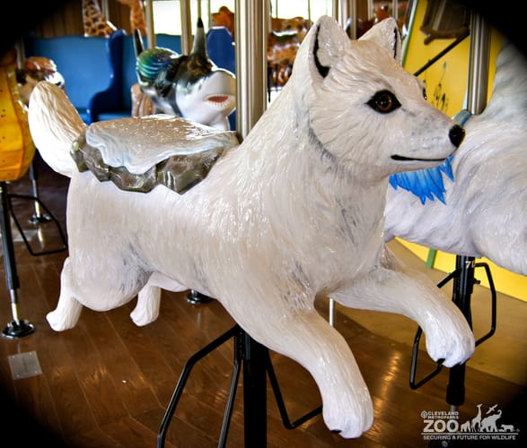 Arctic Fox - Carousel