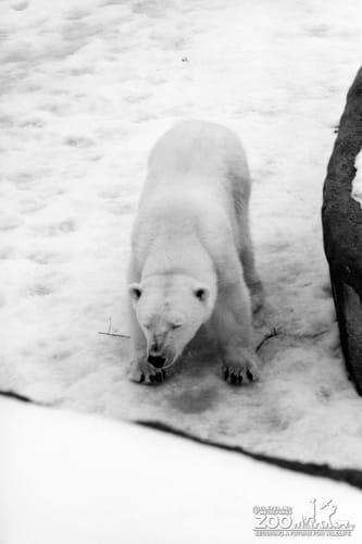 Polar Bear Standing In Snow With Eyes Close
