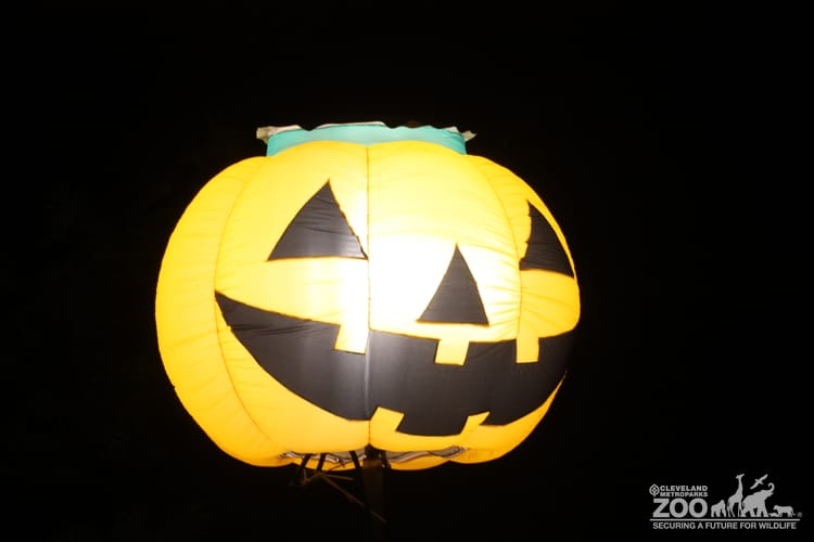 Boo at the Zoo: Jack O'Lantern Light
