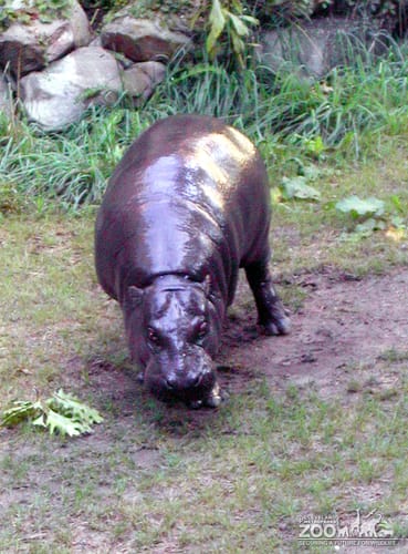 Hippopotamus, Nile10