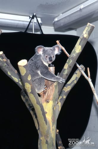 Koala, Queensland Sitting In The Y