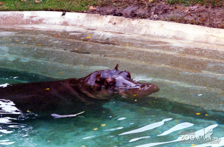 Hippopotamus, Nile19