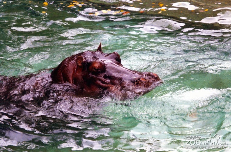 Hippopotamus, Nile13