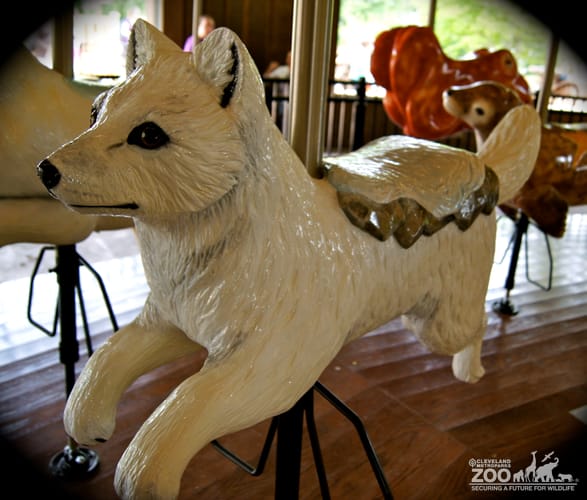 Arctic Fox - Carousel