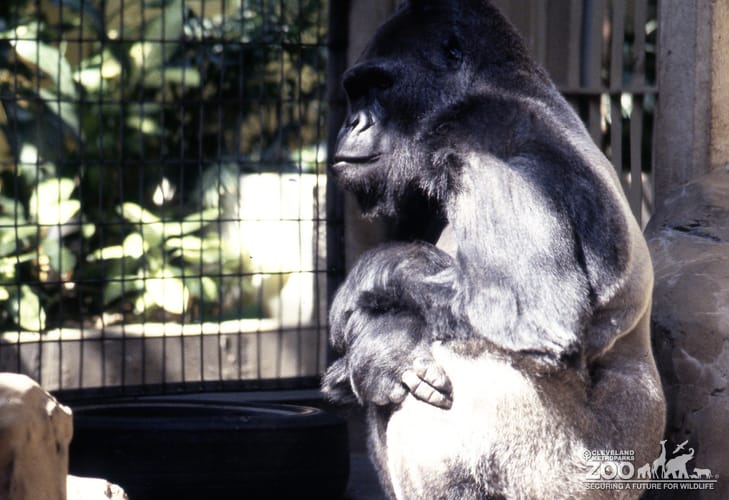 Gorilla, Western Lowland Thinking 2