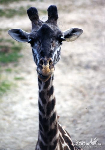 Giraffe, Masai Close-up2