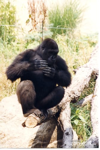 Gorilla, Western Lowland16