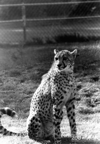 Cheetah Sitting