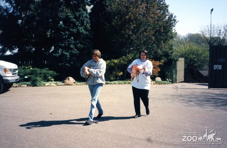 Chilean Flamingo Moving Day2