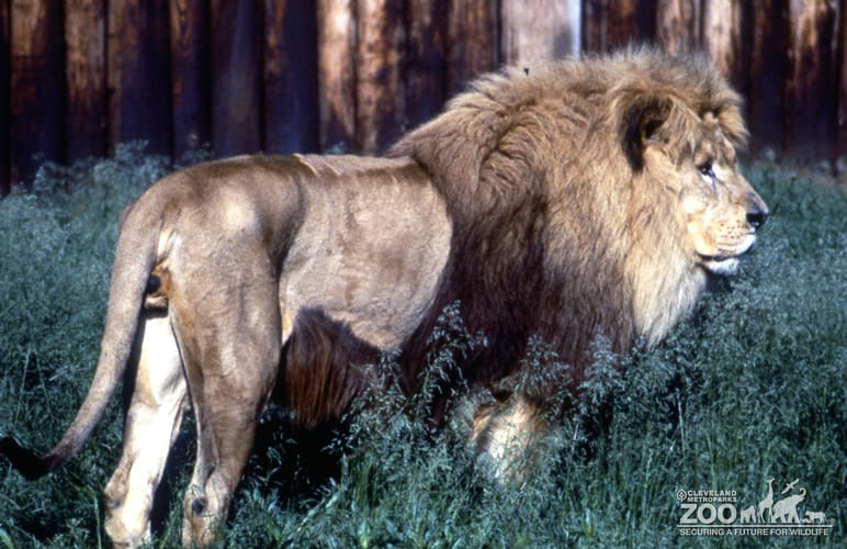 LIon, African Standing In Grass