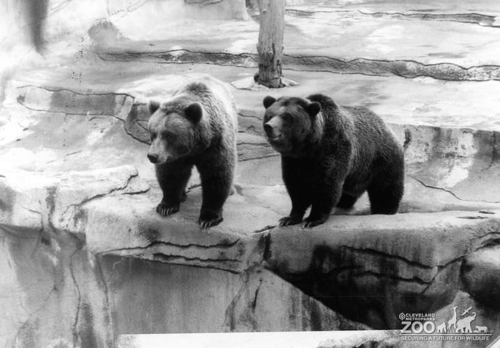 Bears, Grizzly5