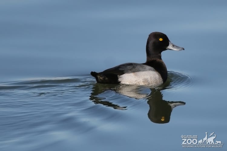 Lesser_Scaup_2.jpg